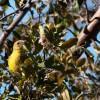 A bird