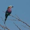 A lilac breasted roller