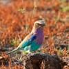 A lilac breasted roller on Elephant dump
