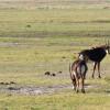 A roan antelope