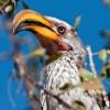 A yellow billed hornbill