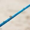 Ants, Gili Air