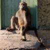 Baboon