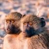 Baboons