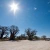 Baines baobabs