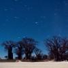 Baines baobabs at night