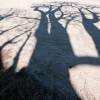 Baines baobabs shadows