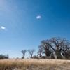 Baines baobabs