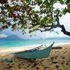 Bangka under tree