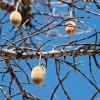 Baobab fruit