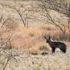 Bat-eared fox