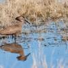 Bird's reflection