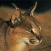Caracal