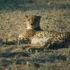 Cheetah