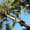 Coconut tree, Bali