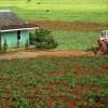 Countryside near Vinales