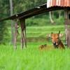 Cow, Munduk