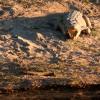Crocodile