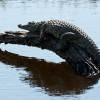 Crocodile on branch