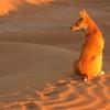 Desert dog