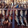 Drying fish