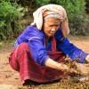 Drying tea