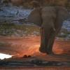 Elefant, Okaukuejo camp