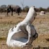 Elephant bone