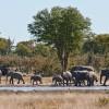 Elephants