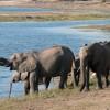 Elephants along Chobe riverbank