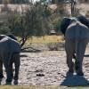 Elephants backs