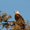 Fish Eagle