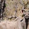Great Kudu