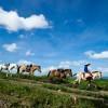 Guide with horses