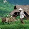 Hard work Mai Chau