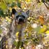 Hyena
