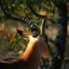 Impala