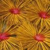 Incense sticks
