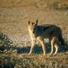 Jackal