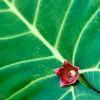 Leaves, Munduk