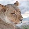 Lioness