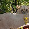Lion's kill, Moremi