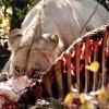 Lion's kill, Moremi