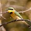 Little bee eater