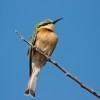 Little bee eater