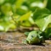Lizard Butrint