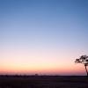 Lonely tree, Savuti