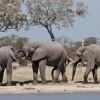 Mating Elephants