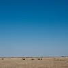 Nxai Pan ostrich