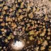 Flight over Okavango delta